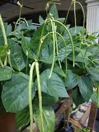 Kacang panjang pada umumnya ditanam di musim hujan, namun bukan berarti kacang panjang tidak cocok untuk ditanam pada musim kemarau, hanya yang terpenting disini adalah bagaimana anda cara menanam dan merawat tanaman kacang panjang supaya mendapatkan hasil yang sesuai. Senangnya Tanam Kacang Renek Mudah Hidup Tanam Dalam Pasu Saja Pun Boleh Vanilla Kismis