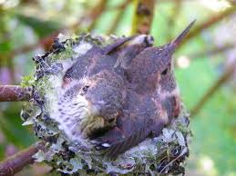 Maybe you would like to learn more about one of these? The Baby Hummingbird Captured In Photos