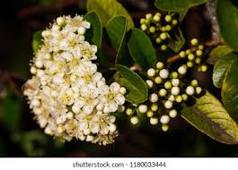 Image result for Buddleja saligna