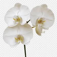 Tentu saja contoh tema acara kebersamaan memang telah banyak dicari oleh orang di internet. Anggrek Putih Bunga Putih Kecil Daun Bunga Indah Png Pngwing