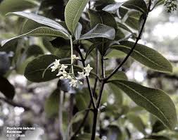 Image result for Psychotria palustris