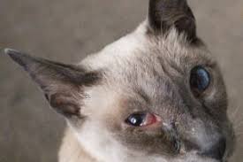 What should i do if i see third eyelid protrusion in cats? My Cat Is Squinting One Eye What Can I Do To Help