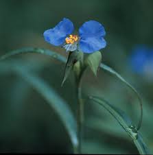 Image result for Commelina capitata