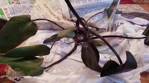 Maybe you would like to learn more about one of these? Plant Unboxing I Etsy Conservefamilyvalues June 2019 Youtube