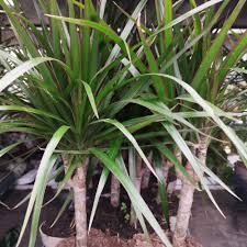 Image result for Carex steudneri