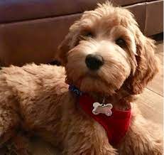 We specialize in english goldendoodles as well as american goldendoodles in f1, f1b, f2b and f3 generations. F1 F1b F2 F2b Multi Gen Paws Of Love