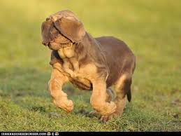 Black And Tan Bloodhound Puppy Bloodhound Puppy Funny Animals Funny Animal Pictures Funny Animal Photos