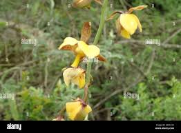 Image result for Eulophia streptopetala