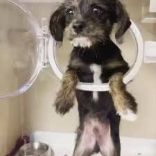 Our veterinary specialists work directly with your primary care vet to understand your. Northeast Indiana Veterinary Emergency Specialty Hospital Home Facebook