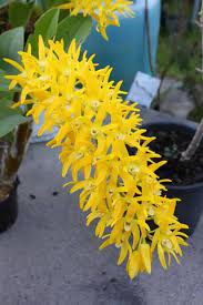 Dendrobium Henk Van Den Berg Yet Another Deepest Golden Yellow Orchid Nursery Types Of Orchids Orchids