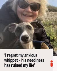 Trying to force an opinionated whippet to do something is a fool's errand.  But we only ourselves to blame