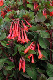 Suncrest Nurseries Inc Search Our Plant Database