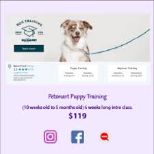 Puppy/beginner class of comparable skills. Training Trainers Puppy Tips Az Care Rescue