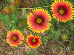 Wildflower garden growing florida native plants foundation planting florida wild flowers plants natural life garden trees. Florida Native Blanket Flower Photograph By Evelyn Froisland