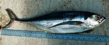 Image result for Cordyla