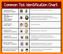 Common Tick Identification Chart Fleaseason Com