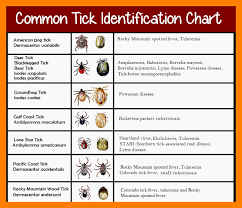 common tick identification chart fleaseason com