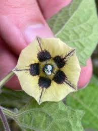 Image result for Physalis pubescens