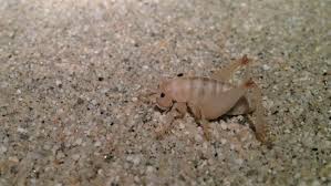 Image result for Macrotyloma rupestre × densiflo