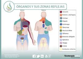 En este caso, queremos comenzar hablándote del sentido del gusto. Cada Organo Tiene Su Zona Refleja Descubre Cuales Son Fisioonline