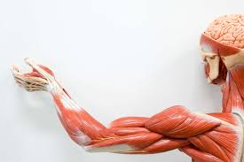 The bicep is located in the front of the upper arm, and it has two heads: Arm Muscle Anatomy And Function