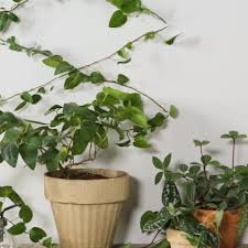 Diy Invisible Trellis Ivy Plant Indoor Climbing Plants Indoor Vines