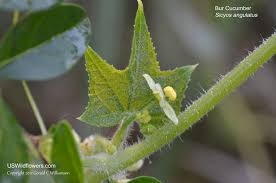 Image result for Sicyos