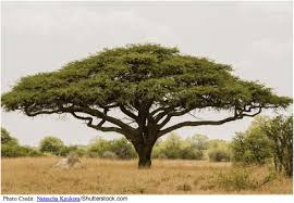 Image result for Acacia tortilis