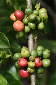 Image result for Coffea sp. A