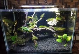 20 jenis ikan hias untuk aquascape dan harganya update 2020 Gemilang Shop Aquascape Ukuran 40x30x35 Fullset Facebook