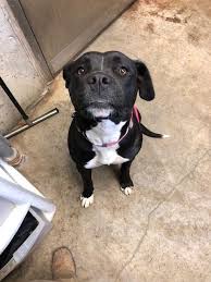 2692 Located In Big Spring Tx Was Euthanized On Apr 9 2019 Animal Shelter Animal Shelter Crafts Dogs