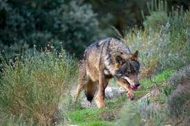 How to say wolf in spanish. Iberian Wolf Wikipedia