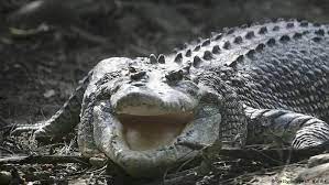 #afterawhilecrocodile #customstationery #invitations #weddinginvitations #stationery #personalservice #. Man Killed By Crocodile On Australia S East Alligator River News Dw 20 01 2017
