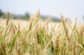 Choose cereals under 150 mg sodium per serving. Expert Tip What Bakers Look For In Quality Wheat Carolina Farm Stewardship Associationcarolina Farm Stewardship Association