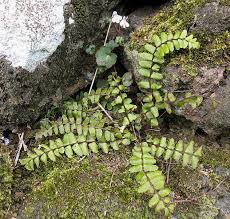 Image result for Asplenium goetzei