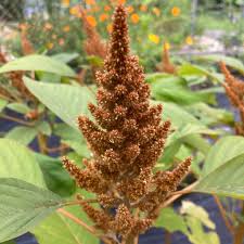 Image result for Amaranthus cruentus