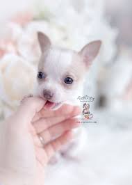 Craigslist South Florida Pets