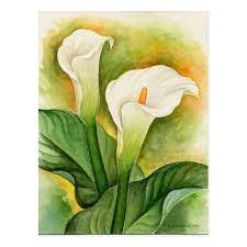 White Cala Lily Floral Watercolor Postcard Zazzle Com Lily Painting Flower Painting Watercolor Postcard