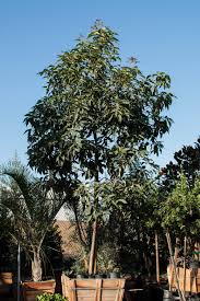 Image result for Lophostemon confertus