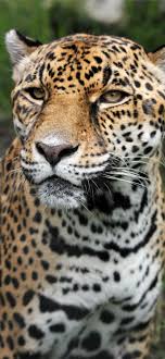 Maybe you would like to learn more about one of these? Best Jaguar Iphone Hd Wallpapers Ilikewallpaper