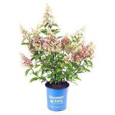 Image result for Gaertnera paniculata