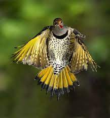 Northern flicker's fascinating color differences explained. Northern Flickers Red Shafted Yellow Shafted Whatever Lee S Birdwatching Adventures Plus