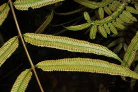 Image result for Ptisana