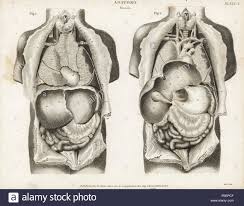 A magnetic resonance image is a type of diagnostic scan that can show highly detailed pictures of the interior of the body.with their high contrast, mris are the tool of choice for mapping complex organs such as the brain and heart, as well as joints and muscles. Anatomy Of Human Internal Organs From The Back Showing Stomach Liver Intestines Gallbladder Etc Copperplate Engraving By Milton From Abraham Rees Cyclopedia Or Universal Dictionary Of Arts Sciences And Literature Longman Hurst