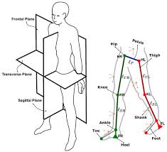Download diagram showing anatomy of human body vector art. Sensors Free Full Text Using Step Size And Lower Limb Segment Orientation From Multiple Low Cost Wearable Inertial Magnetic Sensors For Pedestrian Navigation Html
