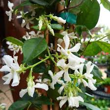 We did not find results for: 39 Garden Evergreen Vines Zone 8b Ideas Evergreen Vines Plants Garden