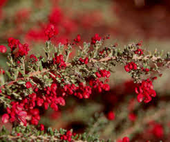 Image result for Hermannia glanduligera