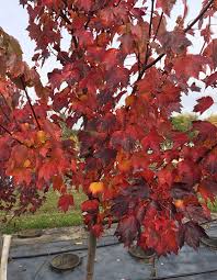 Firefall maple trees are among the trees grown on our farm in cottage grove and offered for sale at our nursery. Nursery Shade Trees Wolcyn Tree Farms Cambridge Mn