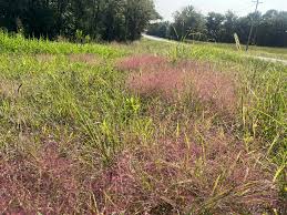 Image result for Eragrostis nindensis
