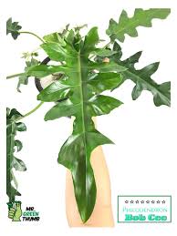 Philodendron Bob Cee In 2020 Philodendron Plants Rare Plants